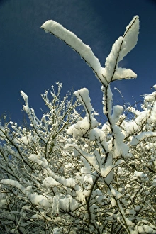 Snowy Tree Silhouette Drucke: Snow covered tree branches in winter