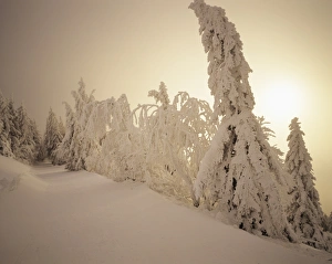 Black Forest Germany Scenery Drucke: Snow-covered trees and path through winter landscape