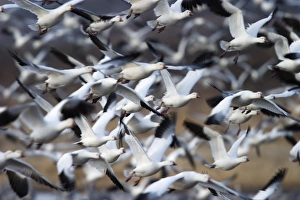 Bosque Del Apache Wildlife Drucke: Snow Goose