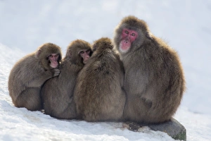 Drucke von Bärenmönche (Macaca fuscata), zusammengekrochen zur Wärme zu halten. Japanischer Makakafuchs in Gefangenschaft im Highland-Wildpark in Kingussie Schottland Großbritannien Europa Kingussie Drucke: Bergschweine (Macaca fuscata), die sich zusammen schmiegen um Wärme