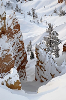 Bryce Canyon Landscape Drucke: Snow, trees