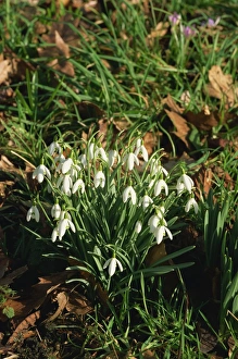 Winter Blooms Drucke: Snowdrops