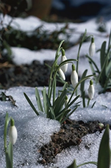 Spring Flowers Blooming Drucke: Snowdrops in spring