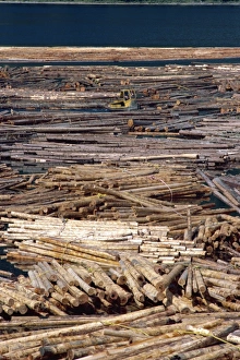 Forestry Management Practices Drucke: Sorting logs for mill, British Columbia, Canada, North America