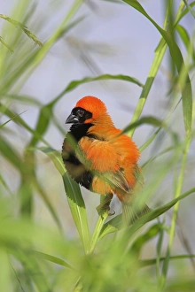 Südlicher roter Weißkopf (Euplectes orix)
