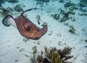 Südlicher Riesenschildkrötenhai (Hypanus americanus), Stingray City, Gran Caimán, Kaiman-Inseln