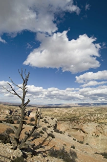 US Desert Landscape Photography Drucke: SP021995