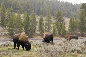 Bison In Yellowstone Drucke: SP022048