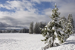 Yellowstone National Park Winter Drucke: SP022299