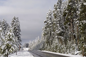 Yellowstone National Park Winter Drucke: SP022301
