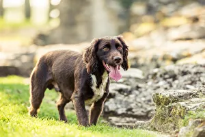 UK Dog Breeds Drucke: Spaniel panting in the afternoon sunlight, United Kingdom, Europe