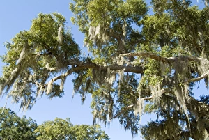 Outdoor Photography USA Drucke: Spanish Moss in tree
