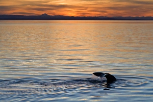 Sunset Coastal Scene Drucke: Sperm whale (Physeter macrocephalus) at sunset
