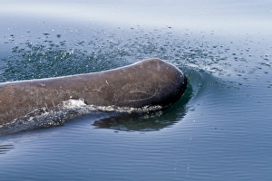 Central America Sea Creatures Drucke: Sperm whale (Physeter macrocephalus) surfacing
