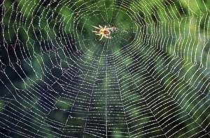 Spider Web Photography Drucke: Spider in the centre of its web