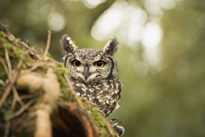 Fledermausbussard (Bubo africanus), Gloucestershire, England, Vereinigtes Königreich Europäische Union