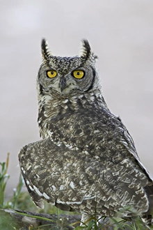 Gefleckter Euläuferhuhn (Bubo africanus), Kgalagadi-Transfonteernationalpark, umfasst das ehemalige Kalaharigemsbok-Nationalpark Süd