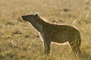 Africa Animal Encounters Drucke: Spotted hyaena (Crocuta crocuta), Masai Mara National Reserve, Kenya, East Africa, Africa