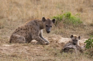 Safari Animal Photography Drucke: Spotted hyaena (Crocuta crocuta), Masai Mara, Kenya, East Africa, Africa