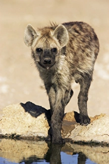 African Nature Scenes Drucke: Spotted hyena