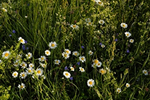 European Wild Flowers Drucke: Spring alpine flowers