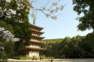 Honshu Island Scenery Drucke: Spring cherry blossom