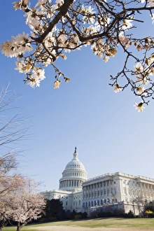 Famous Places To Visit USA Drucke: Spring cherry blossom, The Capitol Building, Capitol Hill, Washington D
