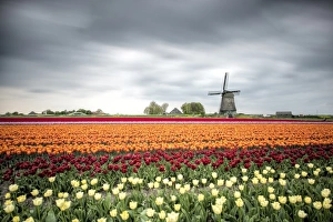 Tulip Fields Netherlands Drucke: Spring clouds over fields of multicolored tulips and windmill, Berkmeer, Koggenland