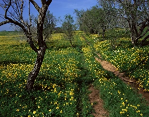 European Nature Trails Drucke: Spring flowers
