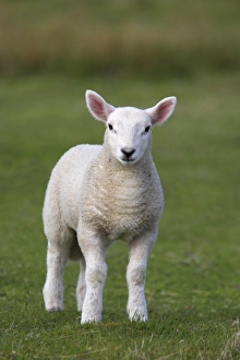 European Countryside Animals Drucke: Spring lamb