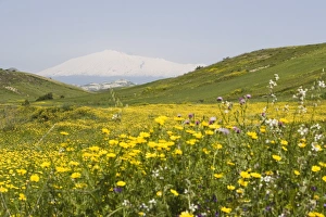 Sicily Nature Photography Drucke: Spring meadow