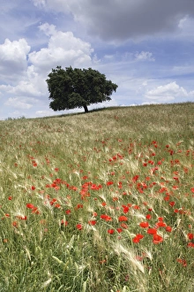 Andalucia Landscape Drucke: Spring poppies and lone tree