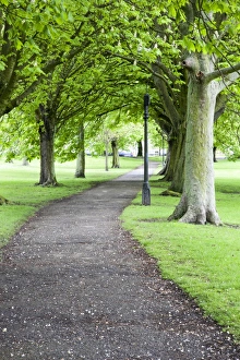 North Yorkshire Parks Drucke: Spring trees on The Stray in spring