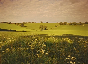 Hertfordshire Countryside Drucke: Spring wheat fields near Codicote, Hertfordshire, England, UK, Europe