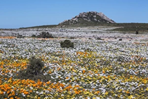 Colorful Landscape Images Drucke: Spring wild flowers, Postberg section