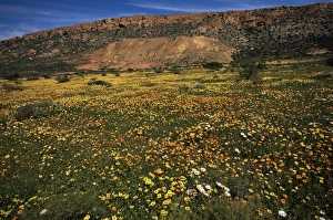 Outdoor Botany Images Drucke: Spring wildflowers