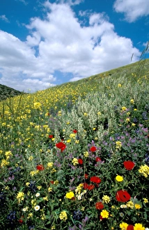 Middle East Nature Photos Drucke: Springtime at Tel Shocha