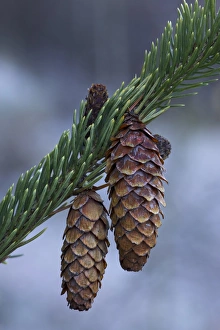 United States Nature Images Drucke: Spruce cones on a single branch
