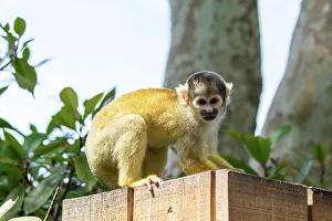 London Zoo Animals Drucke: Squirrel monkey on a wooden ledge in a natural setting