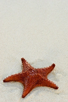 No People Beach Photos Drucke: Starfish against a plain white background