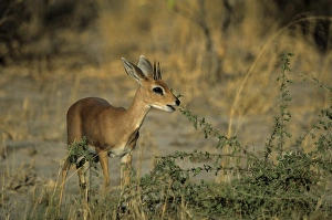 Drucke von Steenbok ist Raphicerus campestris. Es lebt im Chobenationalpark in der Nähe von Savutti in Botsuana Afrika Botswana Drucke: Steenbuk, Raphicerus campestris