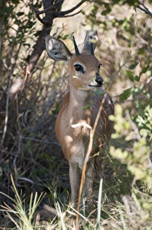 Gerahmter Druck : Steenbuck (Raphicerus campestris), Okovango-Delta, Botsuana, Afrika