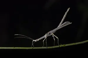 Walking Stick Insect Drucke: Stick Insect (Phasmatodea) (Walking Stick Insect), Boca Tapada, Alajuela Province