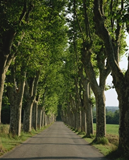 Rural France Scenery Drucke: Straight, empty, tree lined road, Normandy, France, Europe