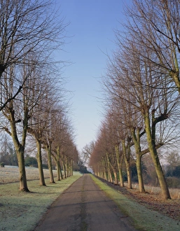 English Countryside Winter Scene Drucke: Straight, empty tree lined road in winter, near Mickleham, Surrey, England