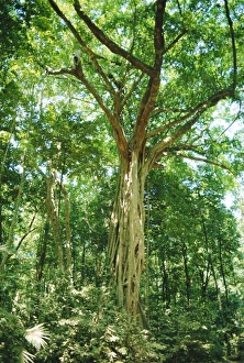 Australian Native Trees Drucke: Strangular Fig Tree in rainforest, Cape Tribulation National Park, Queensland, Australia