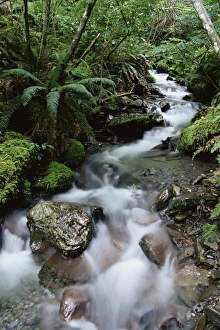 New Zealand Rainforest Drucke: Stream through rainforest