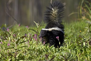 Minnesota Wildlife Connection Drucke: Striped skunk (Mephitis mephitis) with tail up