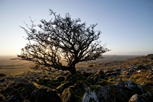 United Kingdom Nature Photography Drucke: Stunted tree on Dartmoor, Devon, England, United Kingdom, Europe