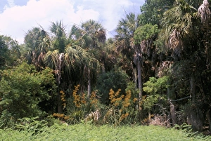 Tropical Tree Species Drucke: Sub tropical forest